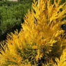Golden Thuja Arborvitae Shrub Tree Live Plant 8-14" Tall Seedling Quart Pot Indoor Outdoor Garden Ga Golden Thuja Arborvitae Shrub Tree Live Plant 8-14" Tall Seedling Quart Pot Indoor Outdoor Garden Ga