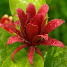 Carolina Allspice Sweet Shrub 6-18" Tall Plant Qt Pot Calycanthus Floridus Indoor Outdoor Garden Gar Carolina Allspice Sweet Shrub 6-18" Tall Plant Qt Pot Calycanthus Floridus Indoor Outdoor Garden Gar