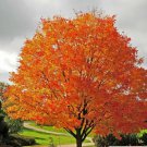 Sugar Maple Tree 18-28" Tall Live Potted Plant Gallon Pot Acer Saccharum Indoor Outdoor Garden Garde Sugar Maple Tree 18-28" Tall Live Potted Plant Gallon Pot Acer Saccharum Indoor Outdoor Garden Garde