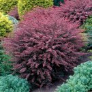 Rose Glow Barberry Shrub 6-12" Tall Live Plant Berberis Thunbergii Rose Glow Indoor Outdoor Garden G