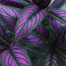2 Royal Purple Persian Shield Plants Live Seedlings Strobilanthes Dyerianus Indoor Outdoor Garden Ga
