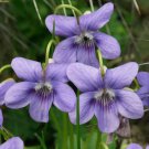 10 Wild Common Blue Violet Flowers Live Plants Bareroot Viola Sororia Indoor Outdoor Garden Gardenin