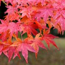 Japanese Red Maple Tree Live Plant 36-48" Tall Ships Potted Branching Indoor Outdoor Garden Gardenin Japanese Red Maple Tree Live Plant 36-48" Tall Ships Potted Branching Indoor Outdoor Garden Gardenin