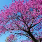 Eastern Redbud Tree 18-24" Tall Seedling Live Plant Cercis Candensis Indoor Outdoor Garden Gardening Eastern Redbud Tree 18-24" Tall Seedling Live Plant Cercis Candensis Indoor Outdoor Garden Gardening