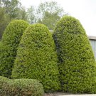 2 Oak Leaf Red Holly Shrubs Trees 6-12" Live Plants 3" Pots Ilex X Conaf Indoor Outdoor Garden Garde 2 Oak Leaf Red Holly Shrubs Trees 6-12" Live Plants 3" Pots Ilex X Conaf Indoor Outdoor Garden Garde