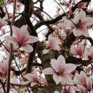 2 Saucer Magnolia Trees Shrubs 6-12" Tall Live Plants 25" Pot Soulangeana Indoor Outdoor Garden Gard