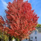 2 Celebration Maple Trees Live Plants 12-24" Tall Seedlings Quart Pots Indoor Outdoor Garden Gardeni