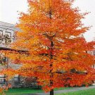 2 Black Gum Tupelo Trees 6-12" Tall Live Plants Quart Pot Nyssa Sylvatica Indoor Outdoor Garden Gard 2 Black Gum Tupelo Trees 6-12" Tall Live Plants Quart Pot Nyssa Sylvatica Indoor Outdoor Garden Gard
