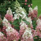 2 Pinky Winky Hydrangea Shrubs Bushes Live Plants 6-12" Tall Quart Pots Indoor Outdoor Garden Garden 2 Pinky Winky Hydrangea Shrubs Bushes Live Plants 6-12" Tall Quart Pots Indoor Outdoor Garden Garden