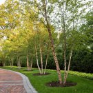 2 River Birch Multi-Stem Trees Live Potted Plants 12-18" Tall Quart Pots Indoor Outdoor Garden Garde 2 River Birch Multi-Stem Trees Live Potted Plants 12-18" Tall Quart Pots Indoor Outdoor Garden Garde
