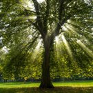 2 American Sycamore Trees Live Plants 10-12" Tall Seedlings Quart Pots Indoor Outdoor Garden Gardeni