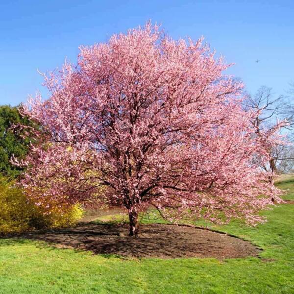 2 Kwanzan Japanese Flowering Cherry Trees 8-14