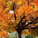 2 Sugar Maple Trees Live Plants 10-18" Tall Quart Pots Acer Saccharum Indoor Outdoor Garden Gardenin 2 Sugar Maple Trees Live Plants 10-18" Tall Quart Pots Acer Saccharum Indoor Outdoor Garden Gardenin