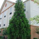 2 Cryptomeria Yoshino Japanese Cedar Trees 6-12" Tall Live Plants Quart Pot Indoor Outdoor Garden Ga 2 Cryptomeria Yoshino Japanese Cedar Trees 6-12" Tall Live Plants Quart Pot Indoor Outdoor Garden Ga