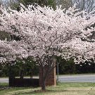 2 Yoshino Flowering Cherry Trees Live Potted Plants 6-12" Tall 3" Pots Indoor Outdoor Garden Gardeni 2 Yoshino Flowering Cherry Trees Live Potted Plants 6-12" Tall 3" Pots Indoor Outdoor Garden Gardeni