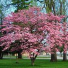 2 Pink Flowering Dogwood Trees 10-18" Tall Quart Pots Live Plants Potted Indoor Outdoor Garden Garde 2 Pink Flowering Dogwood Trees 10-18" Tall Quart Pots Live Plants Potted Indoor Outdoor Garden Garde