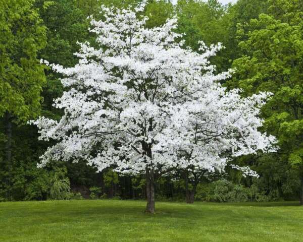 2 White Flowering Dogwood Trees Live Potted Plants 10-16