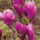 2 Jane Magnolia Trees Live Plants 6-12" Tall 25" Pots Ships Potted Indoor Outdoor Garden Gardening