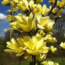 2 Yellow Bird Magnolia Trees Bushes Shrubs 6-12" Tall Live Plants 3" Pots Indoor Outdoor Garden Gard 2 Yellow Bird Magnolia Trees Bushes Shrubs 6-12" Tall Live Plants 3" Pots Indoor Outdoor Garden Gard