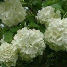 2 Old Fashioned Snowball Viburnum Shrubs Live Plants 4-12" Tall 4" Pot Indoor Outdoor Garden Gardeni