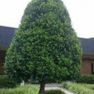 Foster Holly Tree Shrub Live Plant 6-12" Tall Quart Pot Privacy Screen Indoor Outdoor Garden Gardeni Foster Holly Tree Shrub Live Plant 6-12" Tall Quart Pot Privacy Screen Indoor Outdoor Garden Gardeni