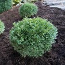 Franklins Gem Boxwood Shrub Bush Live Plant 6-12" Tall Quart Pot Indoor Outdoor Garden Gardening