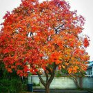 7 American Persimmon Trees 8-12" Tall Live Plants Diospyros Virginiana Indoor Outdoor Garden Gardeni