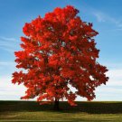 Brandywine Red Maple Tree Live Plant 12-24" Tall Quart Pot Ships Potted Indoor Outdoor Garden Garden Brandywine Red Maple Tree Live Plant 12-24" Tall Quart Pot Ships Potted Indoor Outdoor Garden Garden
