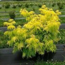 Lemony Lace Elderberry Shrub Bush 6-12" Tall Live Plant 4" Pot Sambucus Indoor Outdoor Garden Garden