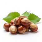 American Hazelnut Filbert Tree 6-12" Tall Live Plant 4" Pot Corylus Americana Indoor Outdoor Garden 