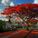 Royal Poinciana Flamboyant Flame Tree 8-12" Tall Live Plant Delonix Regia Indoor Outdoor Garden Gard