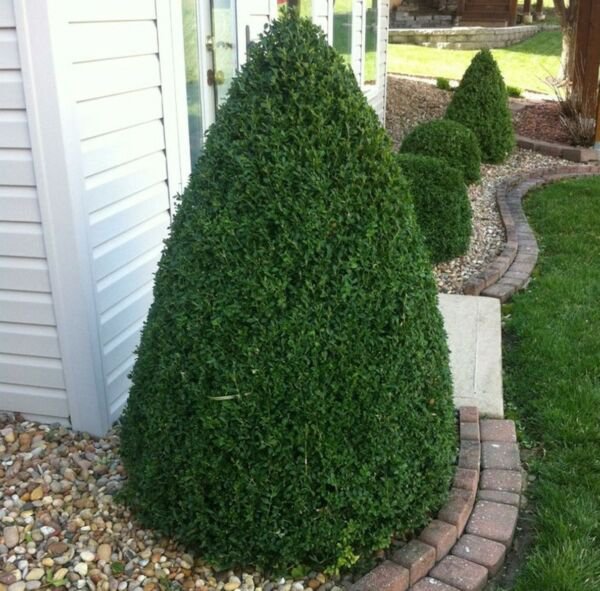 Green Mountain Boxwood Shrub Bush Live Potted Plant 6-12