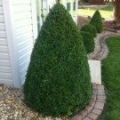 Green Mountain Boxwood Shrub Bush Live Potted Plant 6-12" Tall Quart Pot Indoor Outdoor Garden Garde Green Mountain Boxwood Shrub Bush Live Potted Plant 6-12" Tall Quart Pot Indoor Outdoor Garden Garde