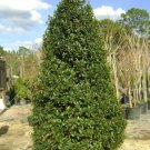 Oak Leaf Red Holly Shrub Tree Live Plant 6-12" Tall 3" Pot Ilex X Conaf Indoor Outdoor Garden Garden