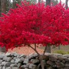 Dwarf Burning Bush Shrub Gallon Pot 12-18" Tall Live Plant Euonymus Alatus Indoor Outdoor Garden Gar Dwarf Burning Bush Shrub Gallon Pot 12-18" Tall Live Plant Euonymus Alatus Indoor Outdoor Garden Gar