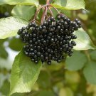 American Elderberry Shrub 12" Tall Live Plant Quart Pot Sambucus Canadensis Indoor Outdoor Garden Ga