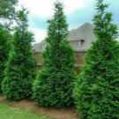 Murray Cypress Tree Live Potted Plant 6-12" Tall 25" Pot Christmas Tree Indoor Outdoor Garden Garden Murray Cypress Tree Live Potted Plant 6-12" Tall 25" Pot Christmas Tree Indoor Outdoor Garden Garden