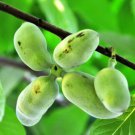 2 Paw Paw Trees 6-12" Tall Indian Banana Plants 4" Pots Asimina Triloba Indoor Outdoor Garden Garden