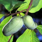 3 Paw Paw Indian Banana Trees 8-12" Tall Live Plants Asimina Triloba Indoor Outdoor Garden Gardening 3 Paw Paw Indian Banana Trees 8-12" Tall Live Plants Asimina Triloba Indoor Outdoor Garden Gardening
