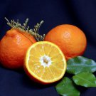 Dwarf Sugar Belle Orange Tangerine Tree 26-30" Citrus Plant Mandarin Hybrid Indoor Outdoor Garden Ga