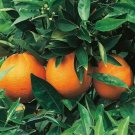 Dwarf Honeybell Minneola Tangelo Tree 26-30" Tall Live Citrus Plant Gal Pot Indoor Outdoor Garden Ga