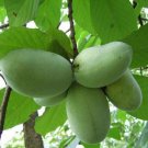 Paw Paw Indian Banana Tree 6-12" Tall Live Plant Quart Pot Asimina Triloba Indoor Outdoor Garden Gar Paw Paw Indian Banana Tree 6-12" Tall Live Plant Quart Pot Asimina Triloba Indoor Outdoor Garden Gar