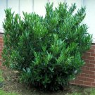 Schip Skip Laurel Bush Shrub 6-10" Tall Live Plant 25" Pot Outdoor Hedges Indoor Outdoor Garden Gard