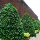 10 Nellie R Stevens Holly Shrubs Trees 8-12" Tall Live Plants 3" Pots Ilex Indoor Outdoor Garden Gar