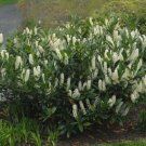 15 Schip Laurel Live Potted Shrubs 6-10" Tall Prunus Laurocerasus Schipkaensis Indoor Outdoor Garden
