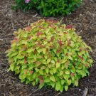 Double Play Candy Corn Spirea Shrub Live Potted Plant 4-10" Tall Quart Pot Indoor Outdoor Garden Gar Double Play Candy Corn Spirea Shrub Live Potted Plant 4-10" Tall Quart Pot Indoor Outdoor Garden Gar