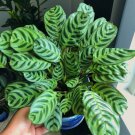 Calathea Burle Marx 6" Pot Live Fishbone Prayer Plant Ctenanthe Burle Marxii Indoor Outdoor Garden G