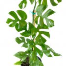 Rhaphidophora Tetrasperma Live Plant Mini Monstera 2 Gallon Pot 27-35" Tall Indoor Outdoor Garden Ga