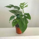 Monstera Minima Ginny Rhaphidophora Tetrasperma 4" Pot Live Indoor Plant Indoor Outdoor Garden Garde