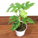 Mini Monstera Ginny Plant Philodendron Piccolo Mini Split Leaf Live 4" Pot Indoor Outdoor Garden Gar Mini Monstera Ginny Plant Philodendron Piccolo Mini Split Leaf Live 4" Pot Indoor Outdoor Garden Gar